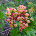 Viburnum-cassinoides