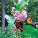 Common Milkweed