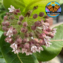 Common Milkweed