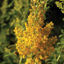 Showy Goldenrod