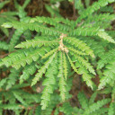 Sweet Fern