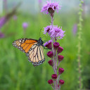 Monarch Favorites Flyway Pack