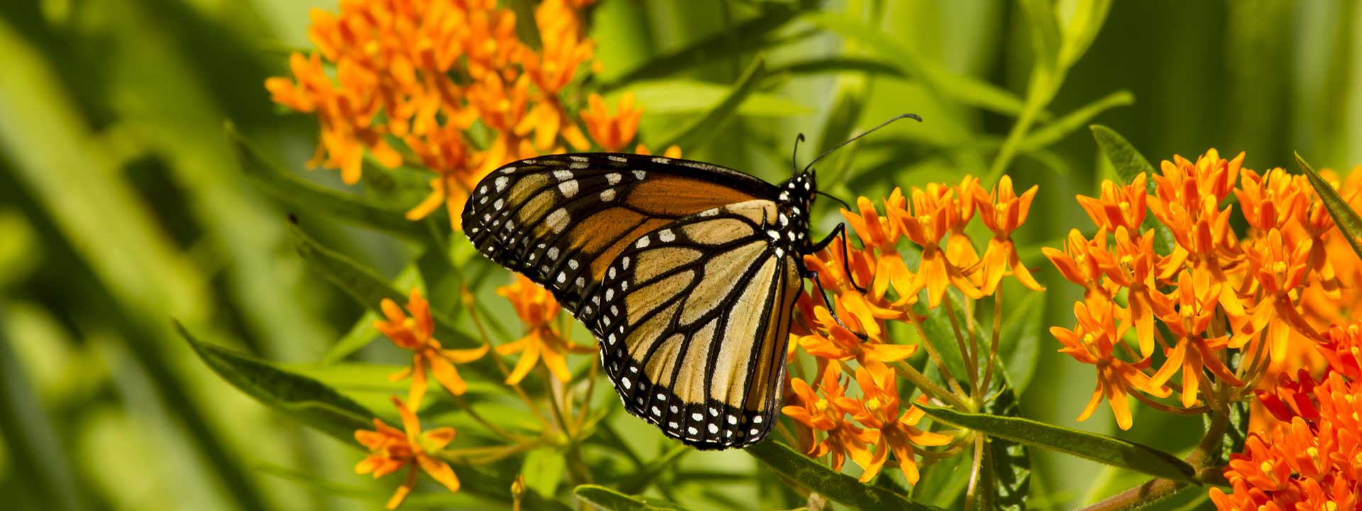 Johnson's Nursery, Inc.