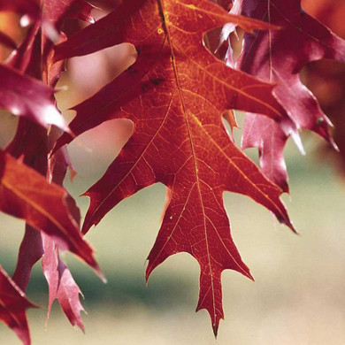Red Oak