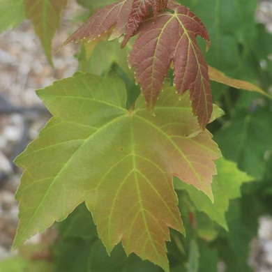 Red Maple