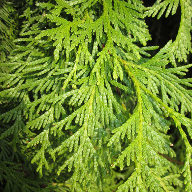 Northern White Cedar