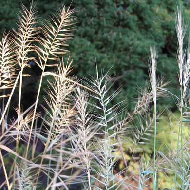 Bottlebrush Grass