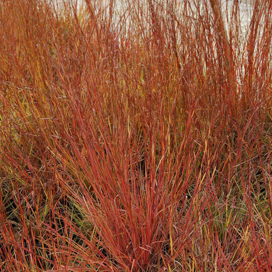 Little Bluestem