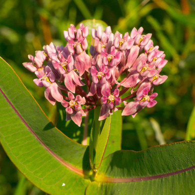 Sullivant's Milkweed