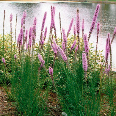 Prairie Blazing Star