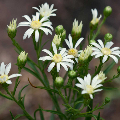 Upland White Goldenrod