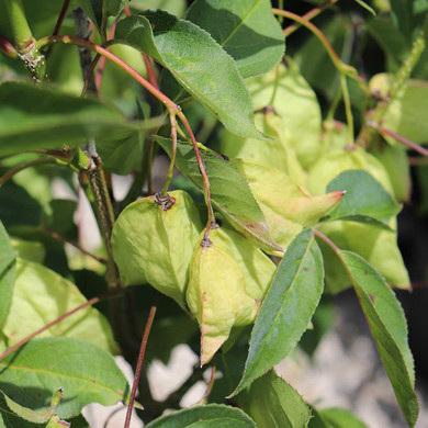 Staphylea-trifolia