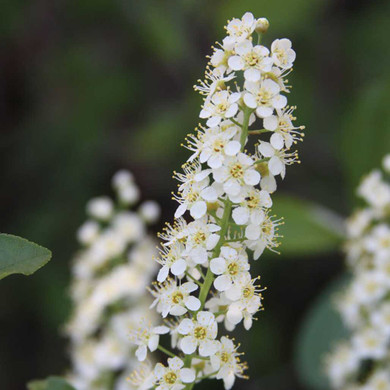 Chokecherry