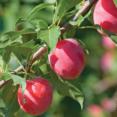 American Plum