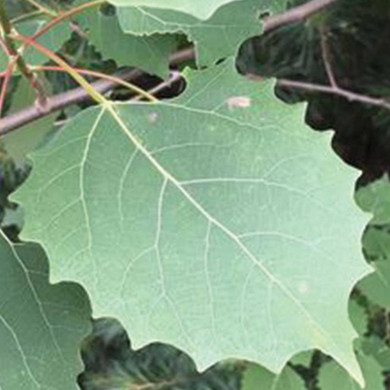 Bigtooth Aspen