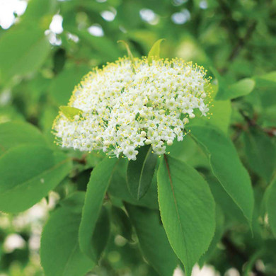 Blackhaw Viburnum