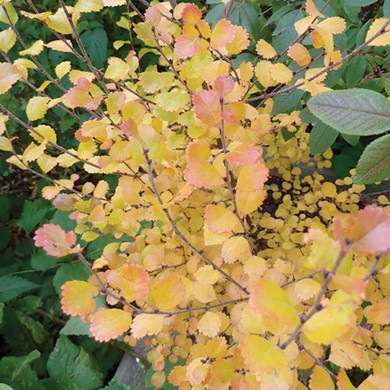 Bog Birch