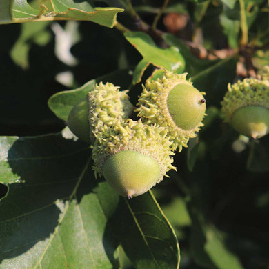 Bur Oak
