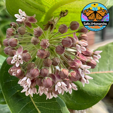 Common Milkweed