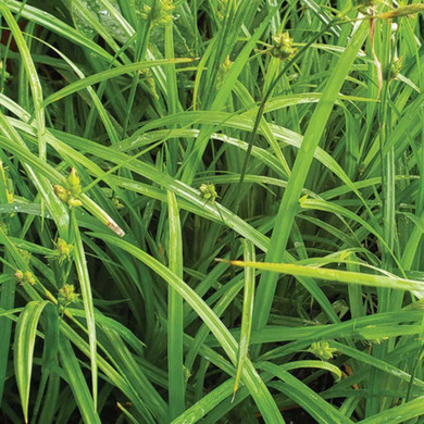 Common Wood Sedge