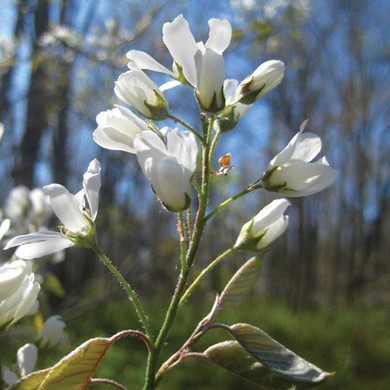Downy Serviceberry