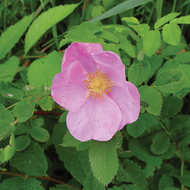 Early Wild Rose