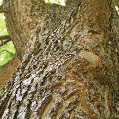 Hackberry