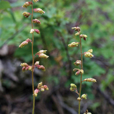 Prairie Alumroot