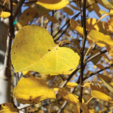 Quaking Aspen