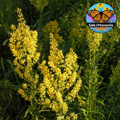 Showy Goldenrod