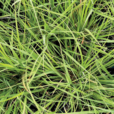 Side-oats Grama Grass