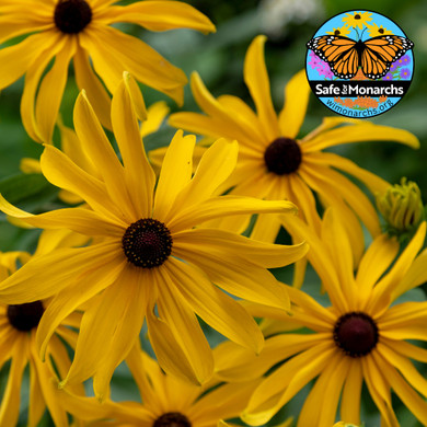 Sweet Black-eyed Susan