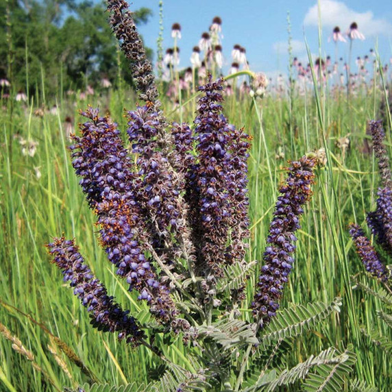 Leadplant
