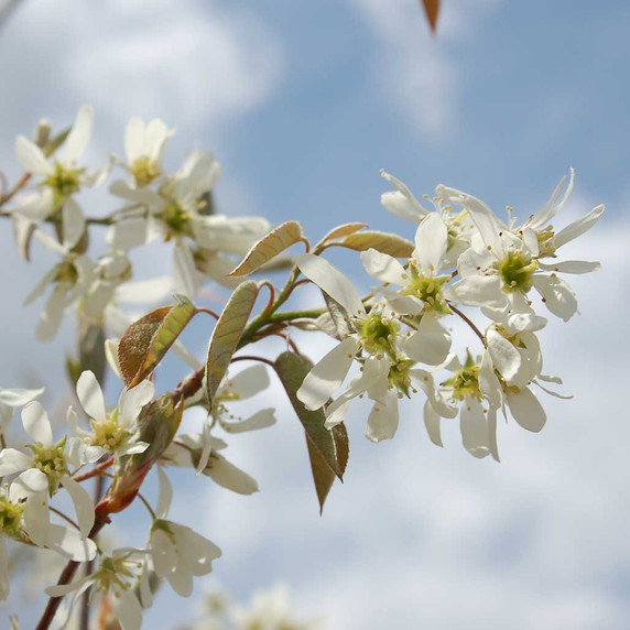 2015-Amelanchier-x-grandiflora