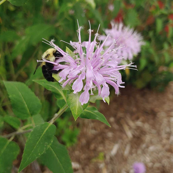 Wild Bergamot Johnson's Nursery, Inc
