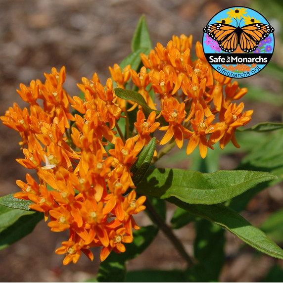 Butterflyweed