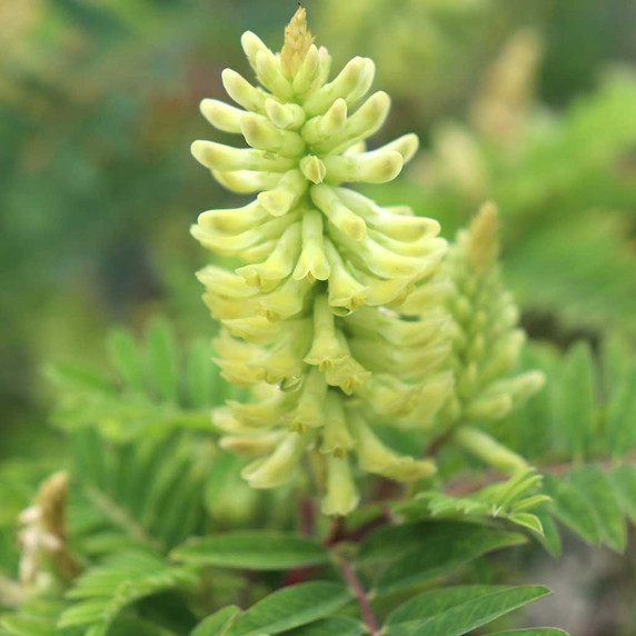 2120-Astragalus-canadensis