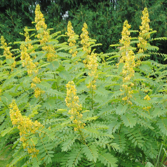 Wild Senna