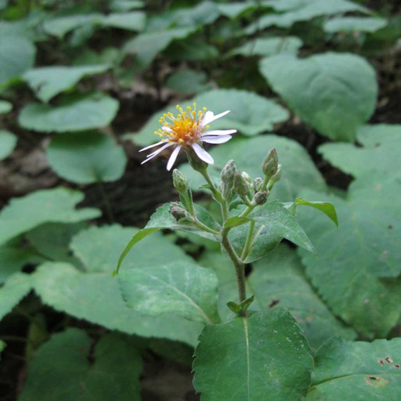 2096-Eurybia-macrophylla