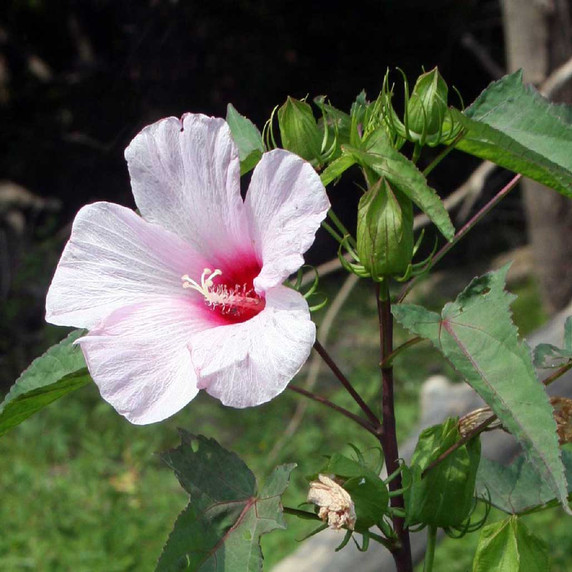 Halberd-leaf Mallow (Smooth Rose Mallow)