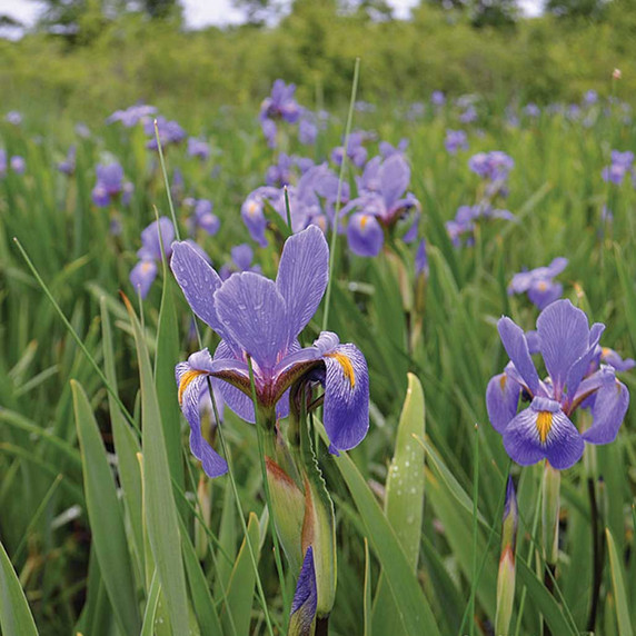 Shreve's Iris