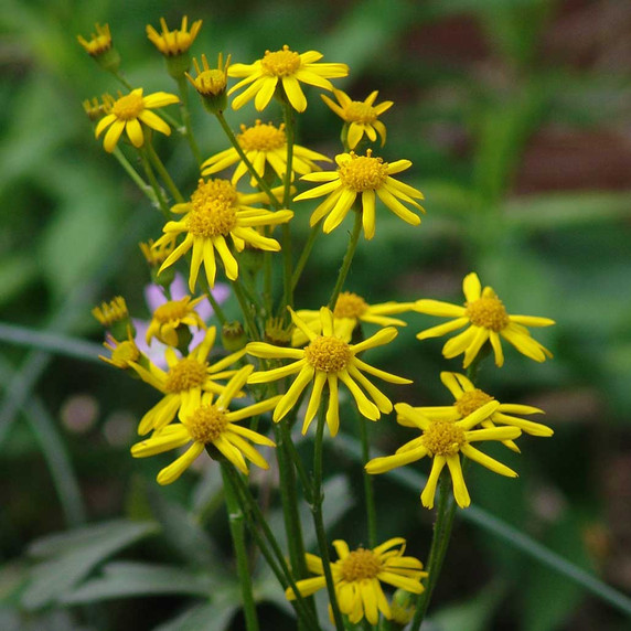 Golden Groundsel