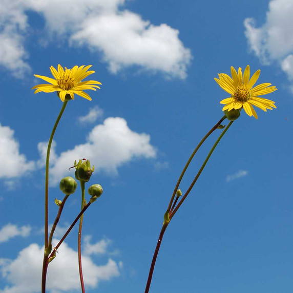 Prairie Dock