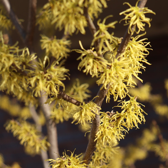 Common Witchhazel
