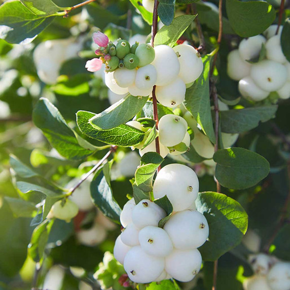 3611-Symphoricarpos-albus