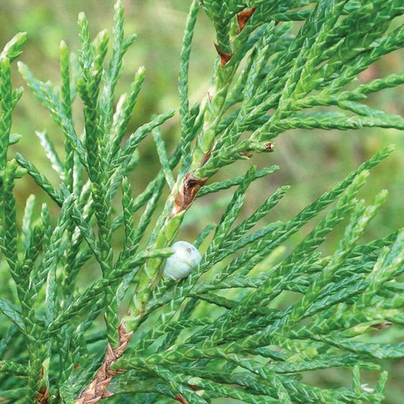 Eastern Red Cedar