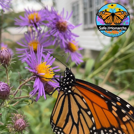 New England Aster