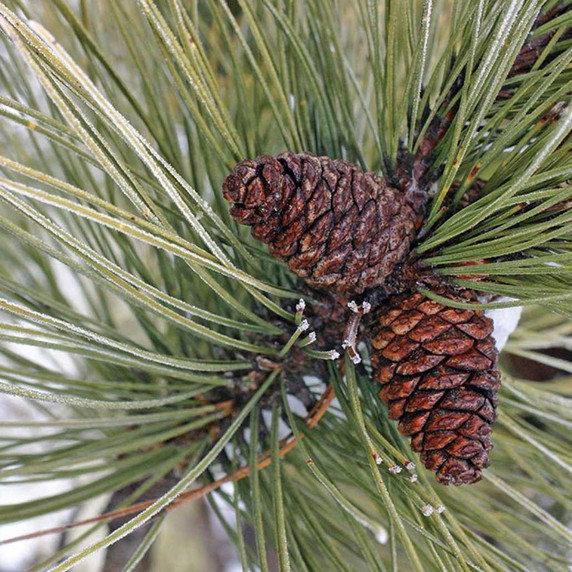 Red Pine