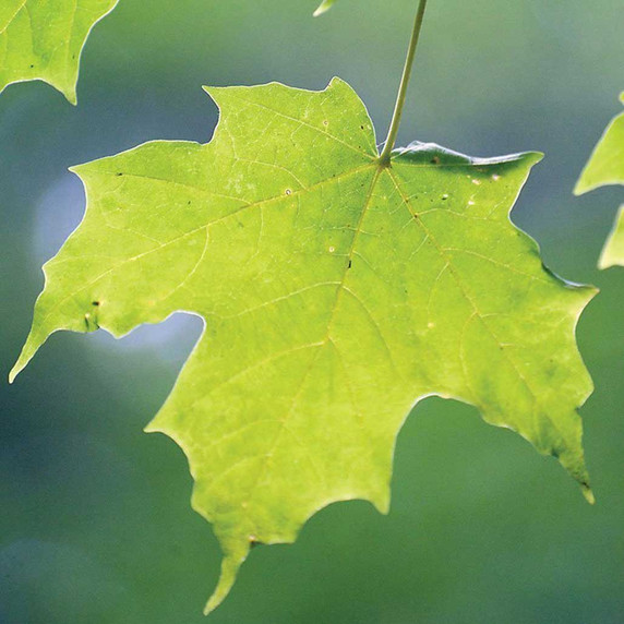 Sugar Maple