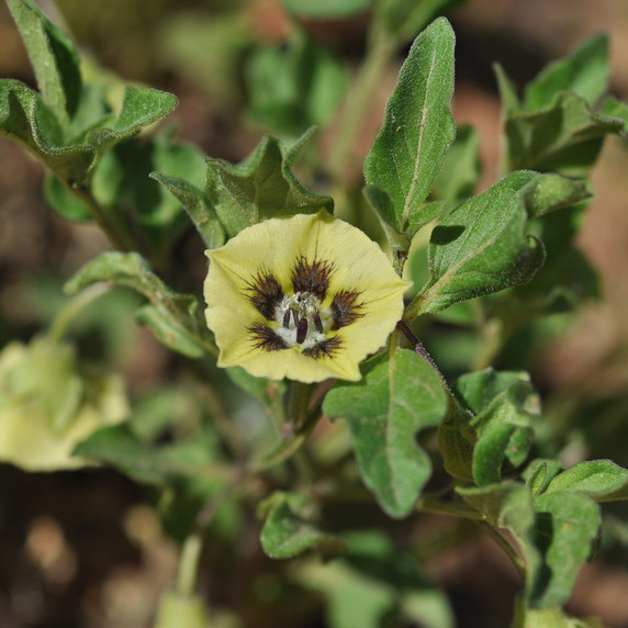 Virginia Ground-cherry